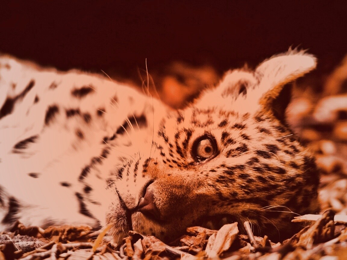 Гепард котенок обои