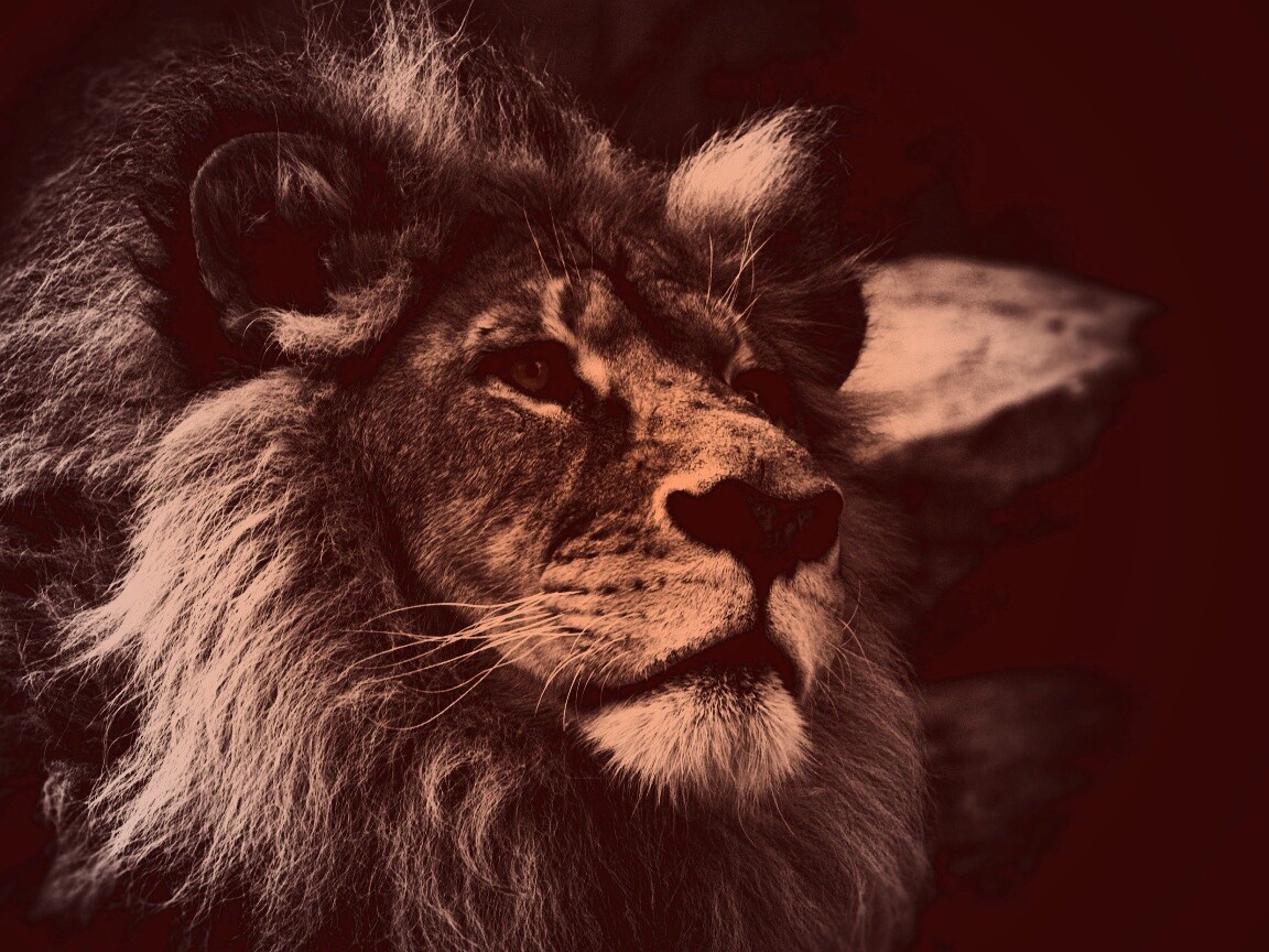 Гордый черно-белый лев обои