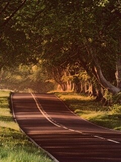 Трасса в тени деревьев обои