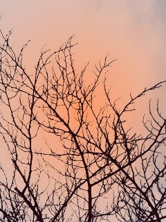 Ветвистое дерево обои