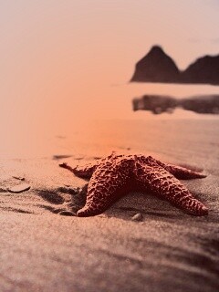 Морская звезда обои