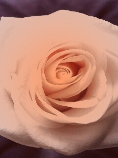 Белая роза обои