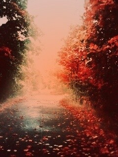 Желтая дорога обои