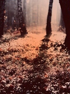 Лесная земля обои