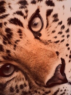 Леопард обои