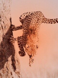 Скалолаз обои