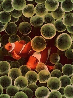 Рыбка клоун стандартные обои iPhone обои