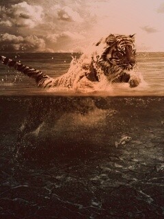 Тигр купается обои