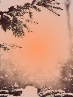 Еловые лапы в снегу обои