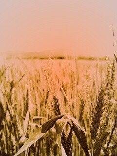 В полях обои