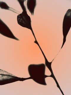 Усыхающие листья обои