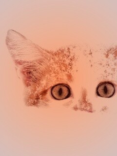 Рыжий котёнок в снегу обои