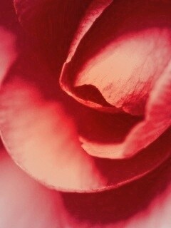 Лепестки розы обои