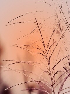 Макро фото растения обои