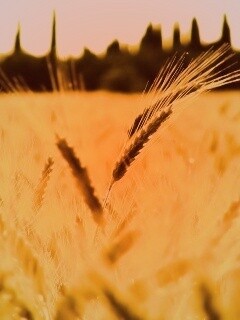 Пшеничное поле обои