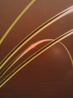 Четыре травинки обои