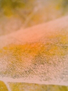 Повехность листа обои