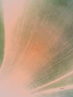 Макро фото травинки обои