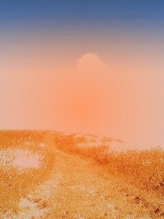 Золоте поле обои