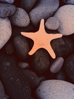 Звезда на морской гальке обои