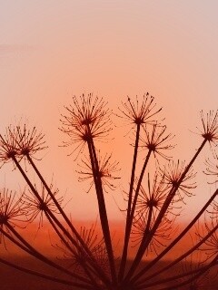 Зонтичное соцветие обои