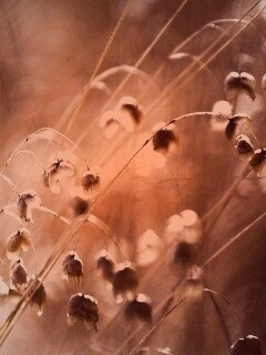 Увядающие цветочки обои