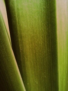 Сочная травинка обои