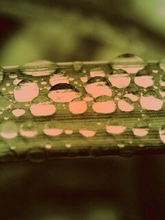 Капли на травинке обои