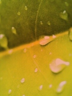 Капли на листе обои