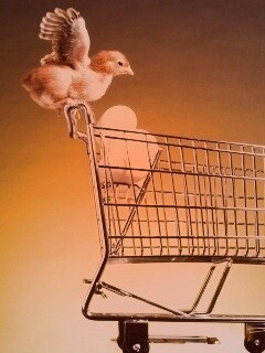 Цыплёнок покупает яйца обои