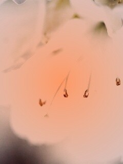 Цветок орхидеи обои