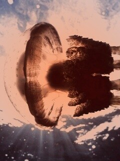 Коричневая медуза обои