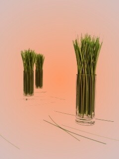 Трава в стакане обои