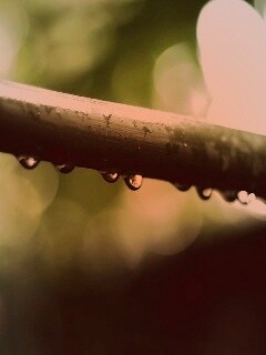 Капли на стебле обои