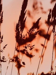 Золотистый закат обои