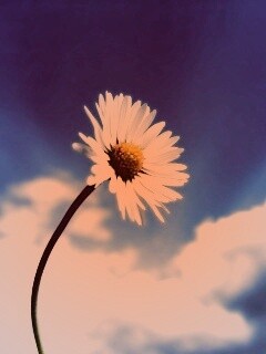 Ромашка на фоне неба обои