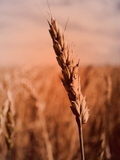 Колосок обои