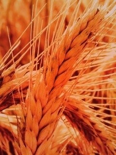 Зреющий колос обои