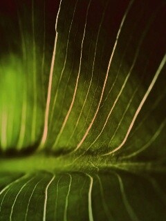 Широкий лист обои