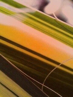 Желто-зеленые травинки обои