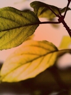 Три листа обои