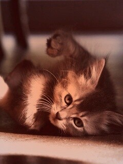 Котенок играет под стулом обои