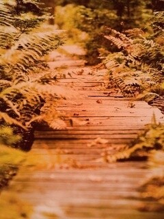 Деревянная дорожка обои