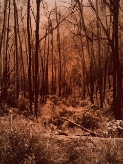 Мрачная чаща обои