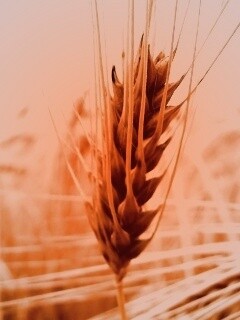 Короткий колос обои