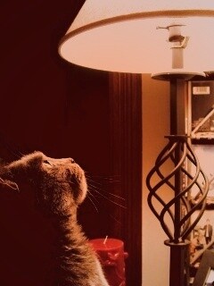 Кот смотрит под торшер обои