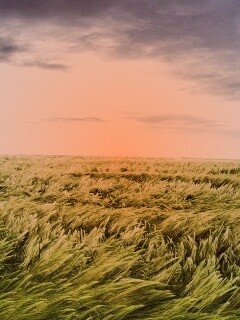 Море трав обои