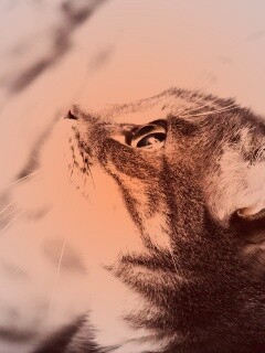 Котик смотрит верх обои