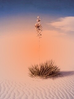 Растение среди пустыни обои