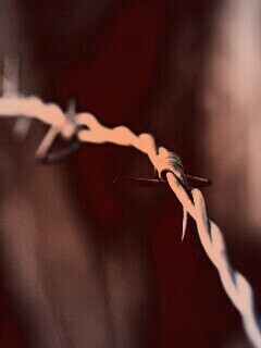 Колючая проволока обои